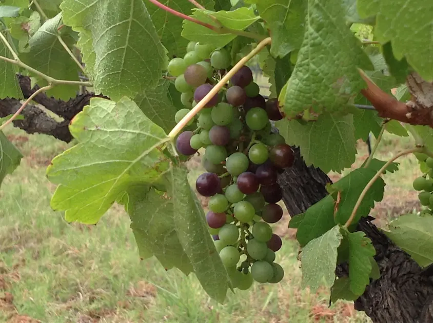 Pokolbin Brothers Wines, Hunter Valley Book a Wine Tasting