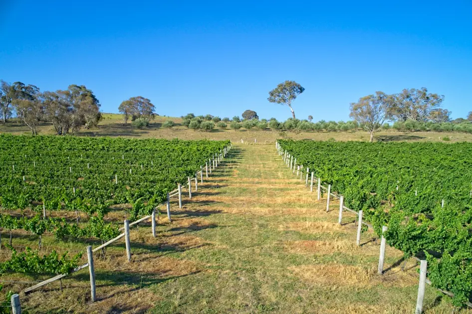 Barton Estate, Canberra Book a Wine Tasting
