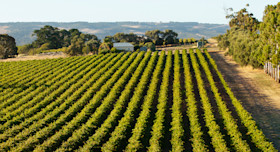 Pirramimma Winery Cellar Door 2