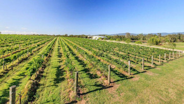 Capercaillie vineyard