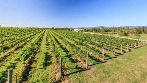 Capercaillie vineyard