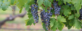 Thomas Allen grapes