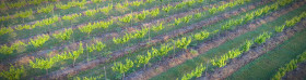 Wombat Crossing vines