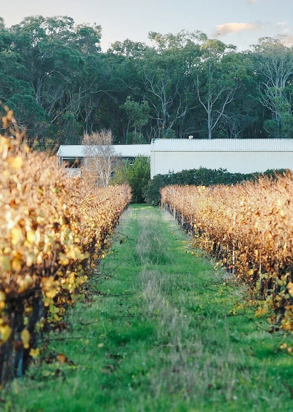 Jarvis Estate Cellar Door