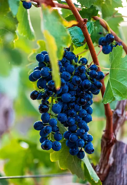 discover-the-best-australian-shiraz-door-explorer