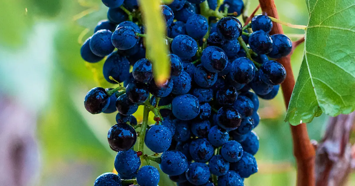 Discover The Best Australian Shiraz Door Explorer discover-the-best-australian-shiraz-door-explorer