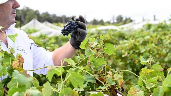 Wine Tasting at deCapel Wines