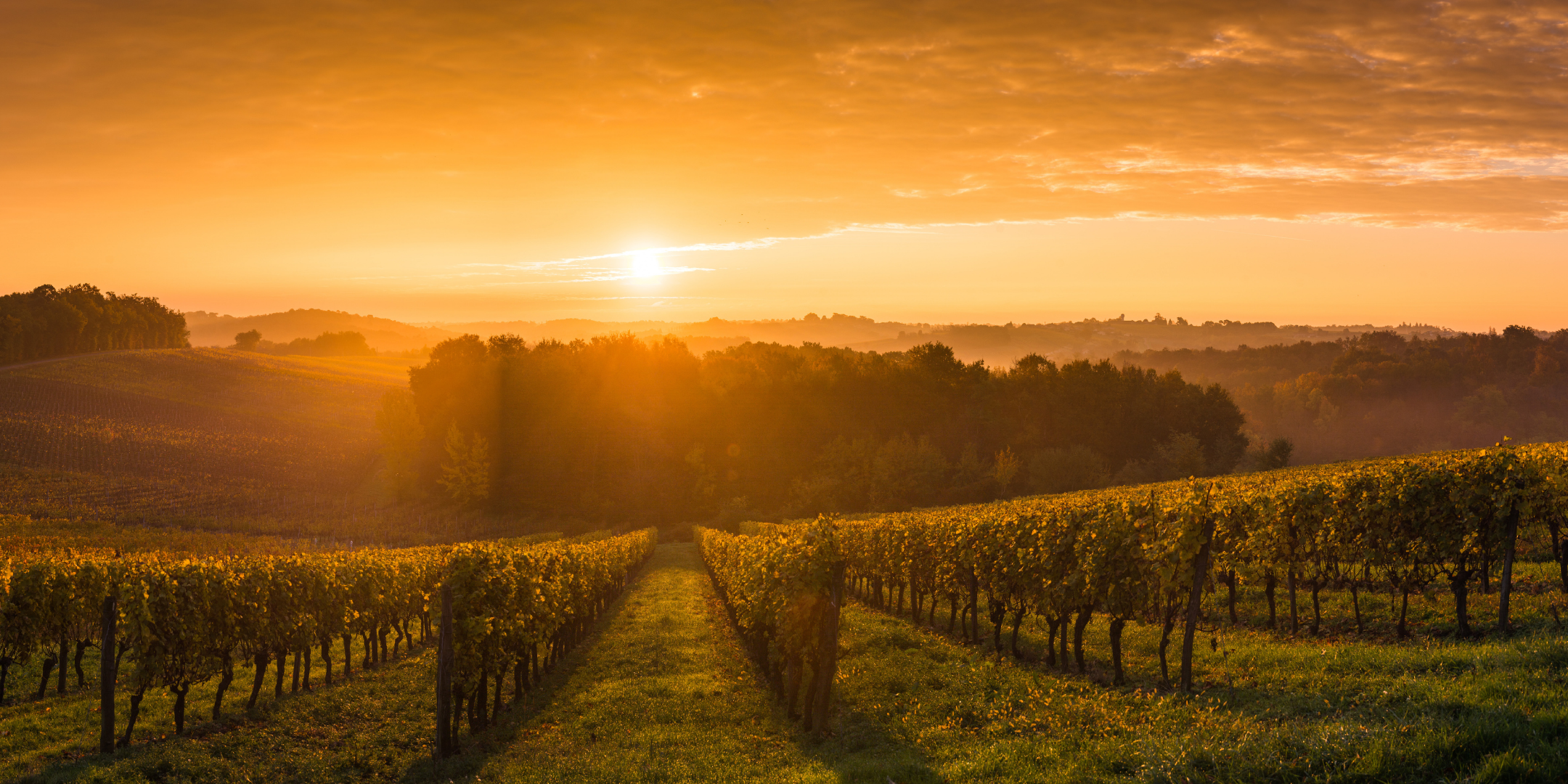 Pokolbin Estate Vineyard Hunter Valley Book a Wine Tasting