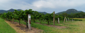 Leogate vineyard