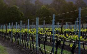 winmark vines