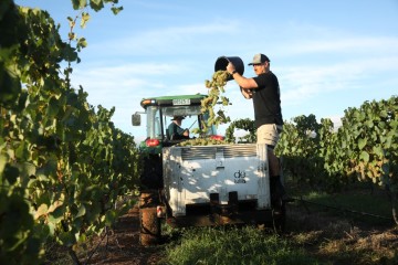 de iuliis vineyard lovedaleroad handpicking-web-res