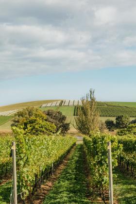 Jansz Cellar Door 5