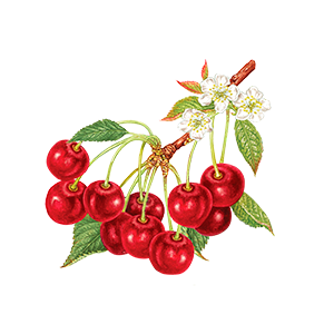 icon-nav-fruit-sour-cherry.png