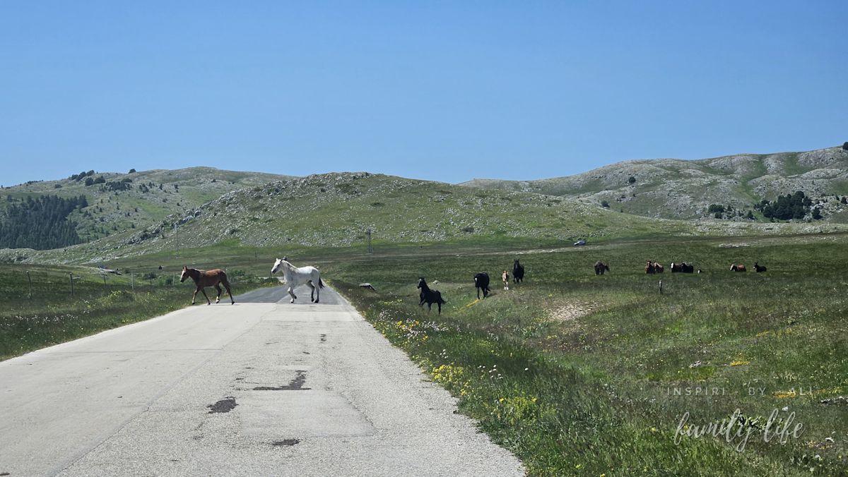 Kadr filmowy - przebiegające przez drogę konie, wow!