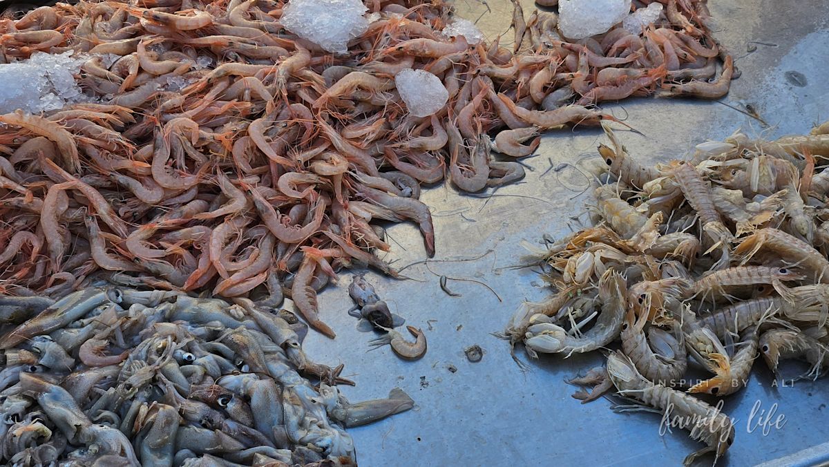 watermark-20240604 180953