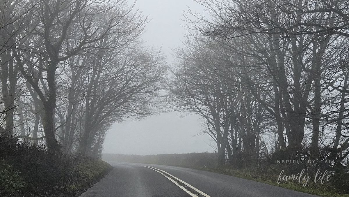 Złowrogie drzewa, tajemniczy krajobraz wprost ze średniowiecznej legendy o 