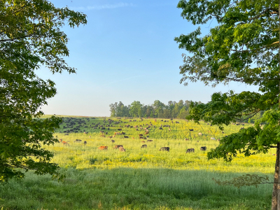 wide open field with cows