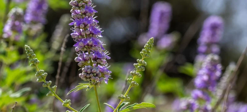 Herbs for women's health