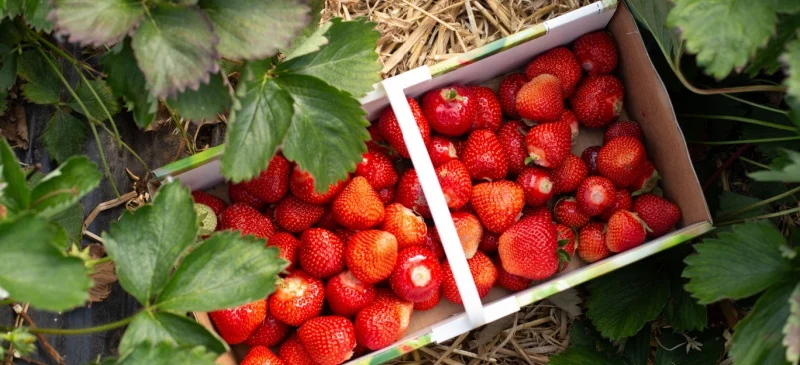 June fruits and vegetables