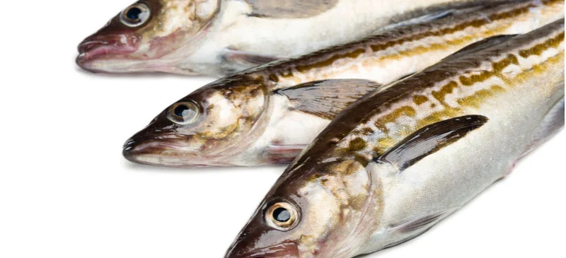 Marinecollagen Header Jpg