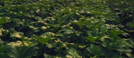leaves
