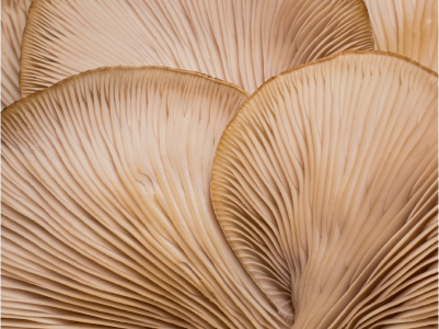 Ingredients Trio Oyster Mushroom