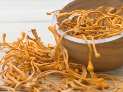 Cordyceps