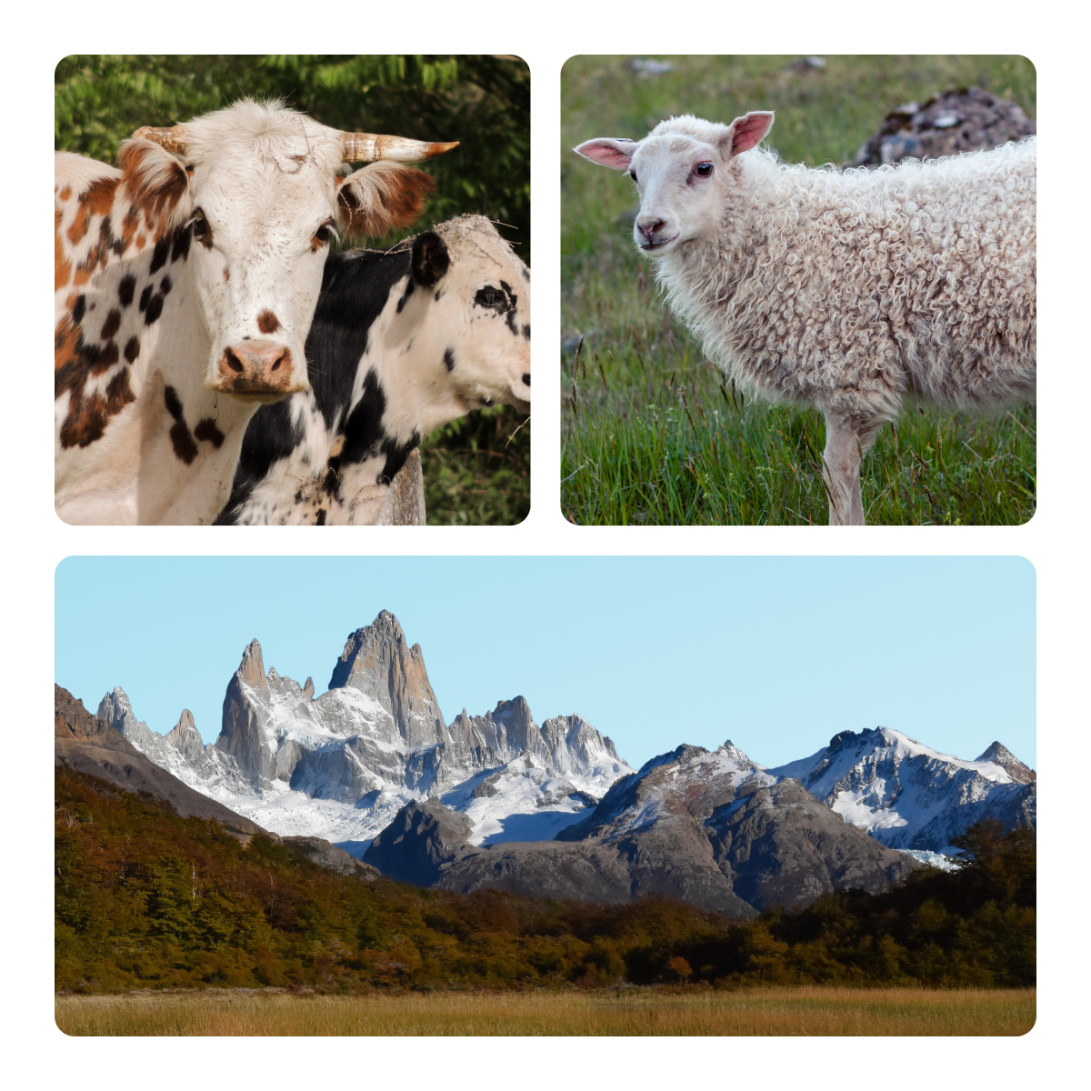 cow, lamb, mountain