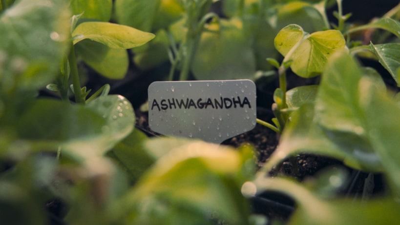 ashwagandha label