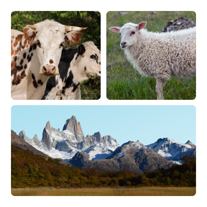cow, lamb, mountain