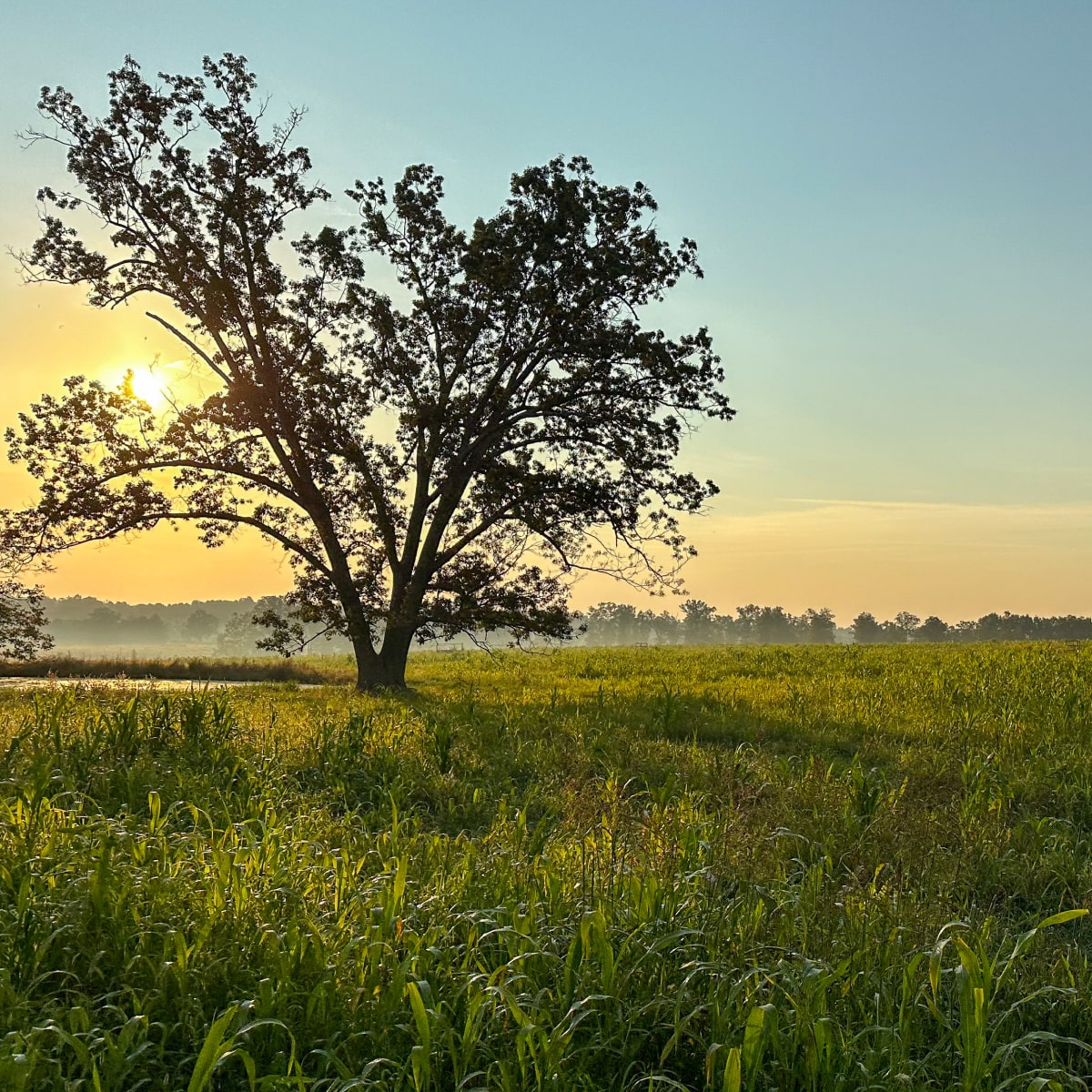 Tree on a farm