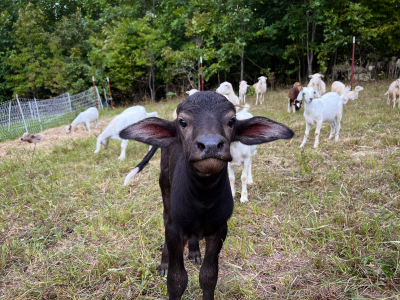 water buffalo on the farm