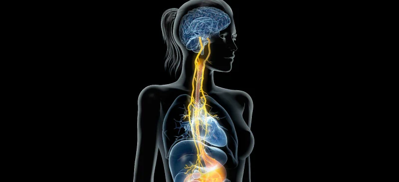 Foods and Supplements for the Mind, Body & Gut