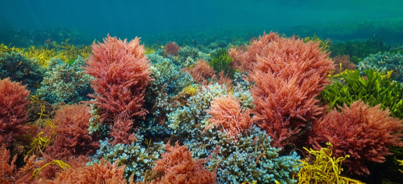 Red marine algae