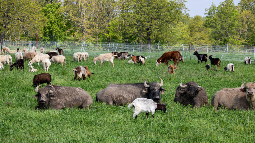 ranch-photo-carousel---desktop---820x461-3-compressed