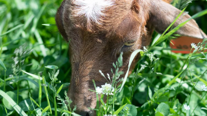 ranch-photo-carousel---desktop---820x461-5-compressed