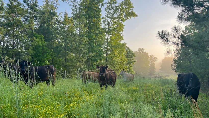 ranch-photo-carousel---desktop---820x461-2-compressed