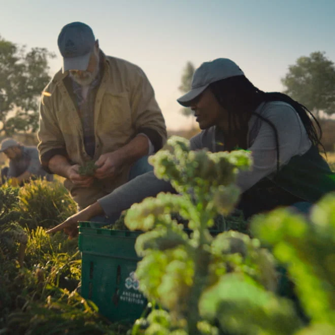 people working on in a green field