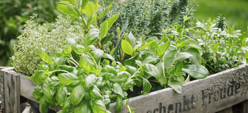 Seasonal herbs