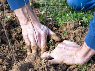 hands in soil