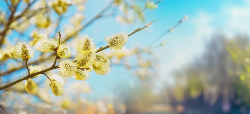 How to relieve spring allergies