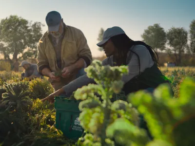 farmers working in a green field