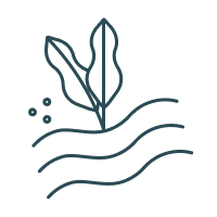 Regenerative practices