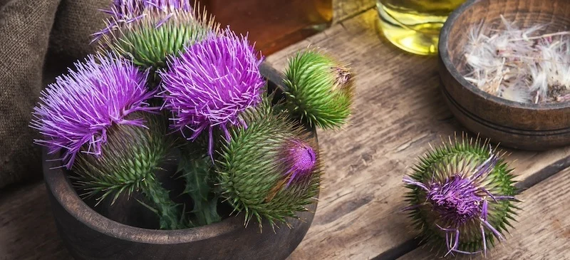 Milk Thistle Benefits