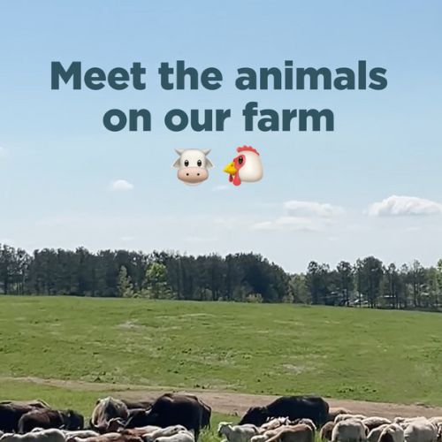 meet the animals on our farm