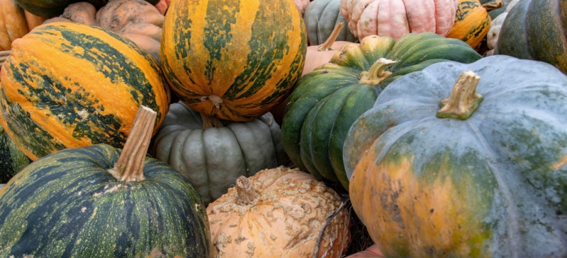 Winter squash