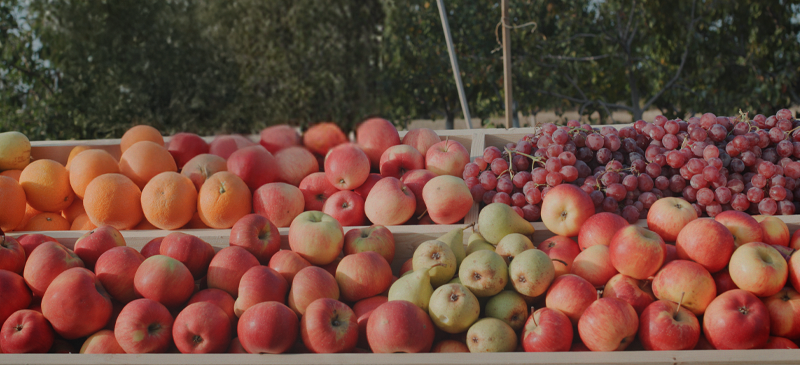 November seasonal produce