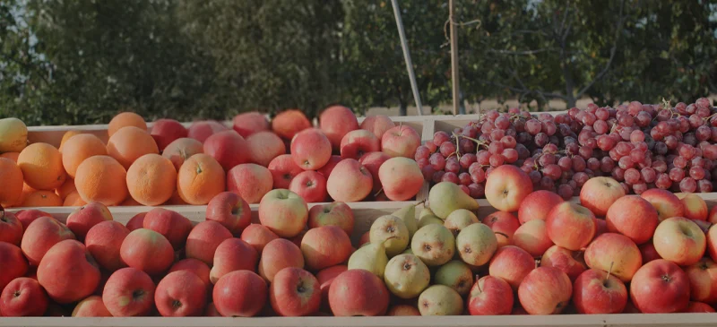 November seasonal produce