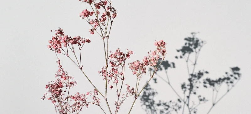 How to slow biological aging