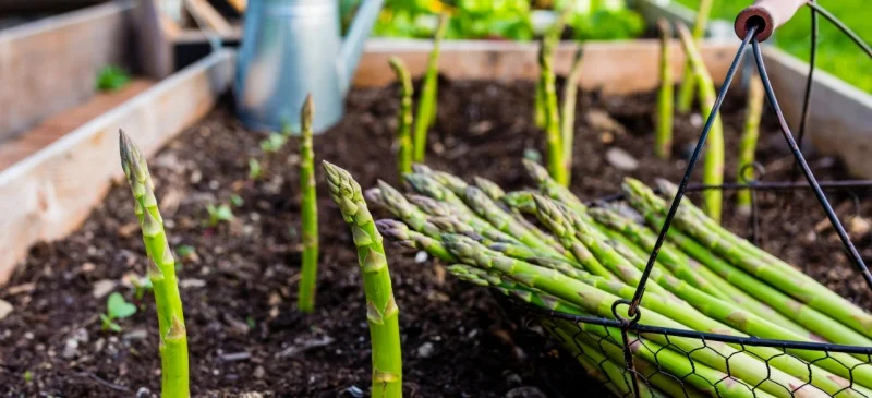 What's in season for March